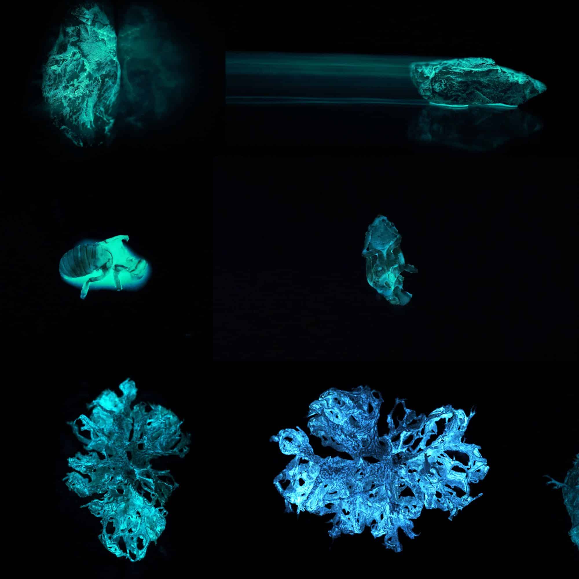 Extrait d'une photo présentant plusieurs transplants bioluminescents réalisés par Jérémie Brugidou à l'occasion de son workshop "Transplantations conceptuelles La recherche-création en océans".