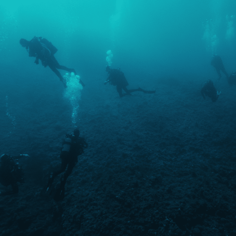 mare sapiens jeff silva